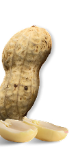 Peanut Image
